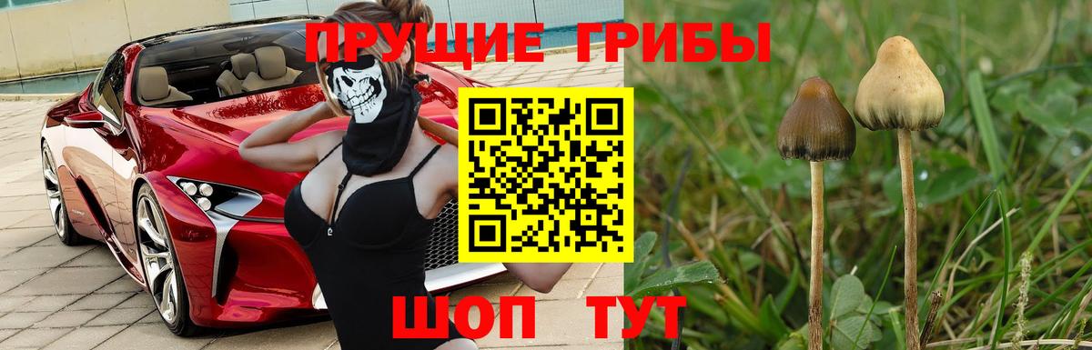 Гуково  Псилоцибиновые грибы прущие грибы  Псилоцибиновые грибы Magic Shrooms  Вход с VPN 